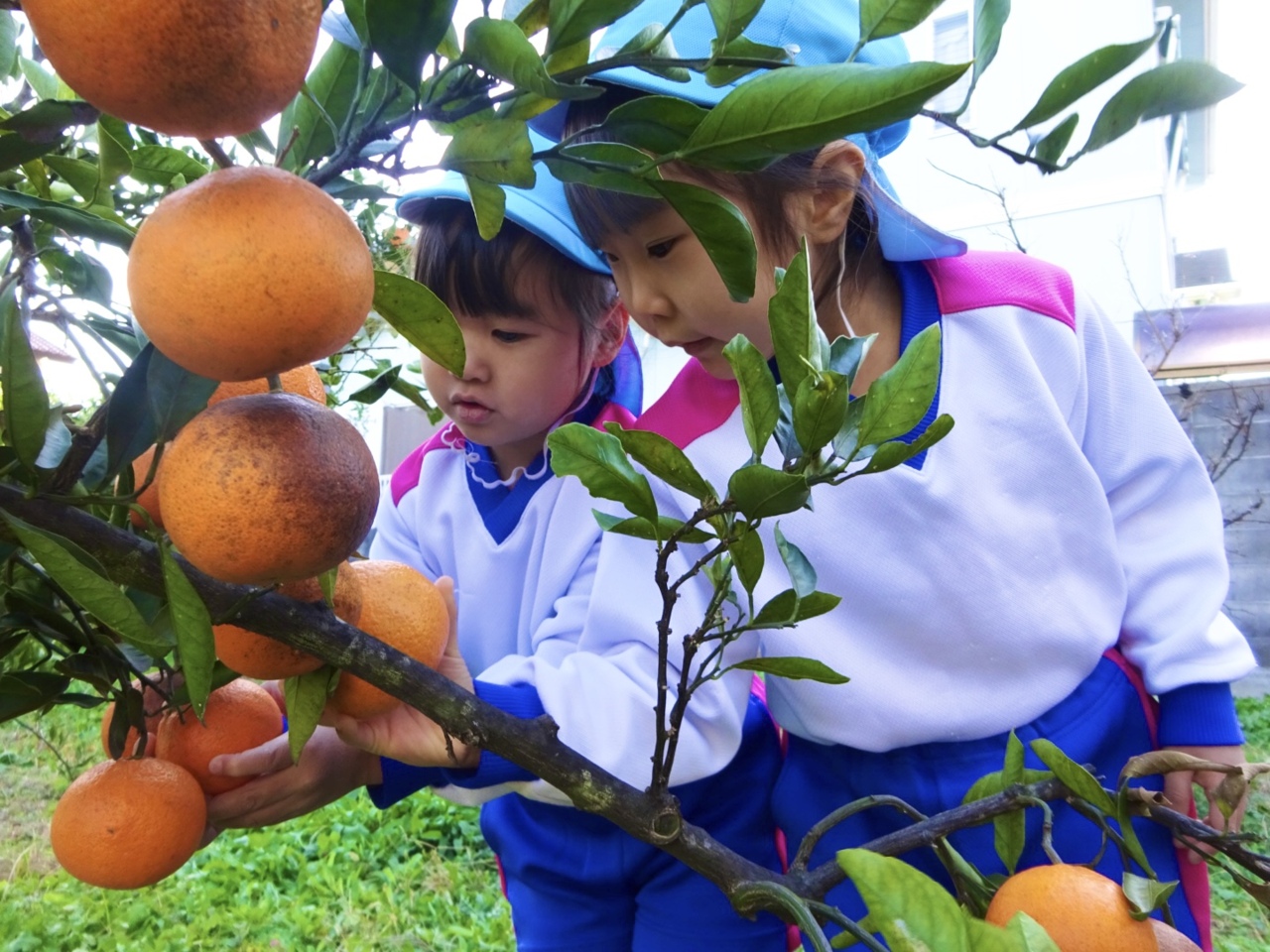 まことこども園｜幼児棟フォトアルバム